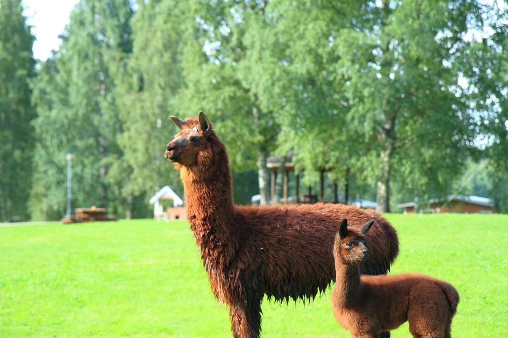Haapasaaren Lomakyla Otel Ruovesi Dış mekan fotoğraf